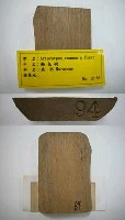 藏品(麵包樹)的圖片